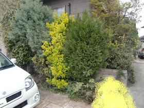 100621_garden_n_berofe1.JPG