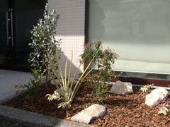 CAFFEの植栽♪　熊本市Ｍ様邸　2012年2月