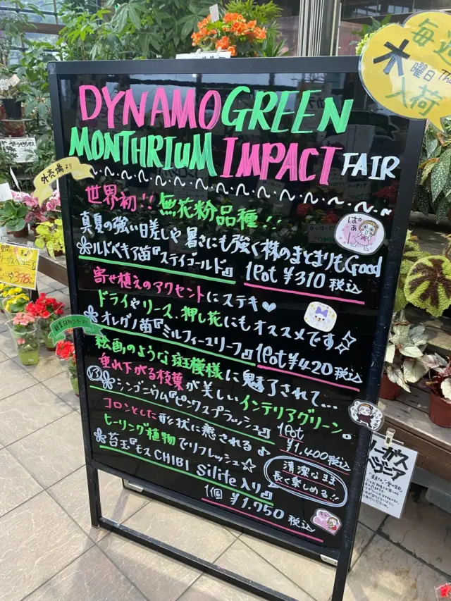 こんばんは(*^^*)

ブラックボード更新致しました‼️ 
今週のオススメ商品のご案内です！

🌸外売場より🌸
･世界初！！の無花粉品種！！
真夏の強い日差しや暑さにも強く
株のまとまりもGood‪👍🏻
⭐️ルドベキア苗『ステイゴールド』

･寄せ植えのアクセントにステキ😍
ドライやリース、押し花にもオススメです✨️
⭐️オレガノ苗『ミルフィーユリーフ』

🌿‬観葉コーナーより🌿‬
･絵画のような斑模様に魅了されて…
垂れ下がる枝葉が美しいインテリアグリーンです。レア✨️
⭐️シンゴニウム『ピンクスプラッシュ』

･コロンとした形状に癒される♪
ピーリング植物でリフレッシュ✨️
⭐️苔玉『モスCHIBI silite入り』
(清潔なまま長く楽しめます♡)

ナーセリーズ3gでは他にもステキな商品満載で！皆様のご来店をスタッフ一同、心よりお待ちしております。

#ナーセリーズ3g 
#ルドベキアステイゴールド 
#オレガノミルフィーユリーフ 
#シンゴニウムピンクスプラッシュ 
#苔玉モスCHIBIsilite