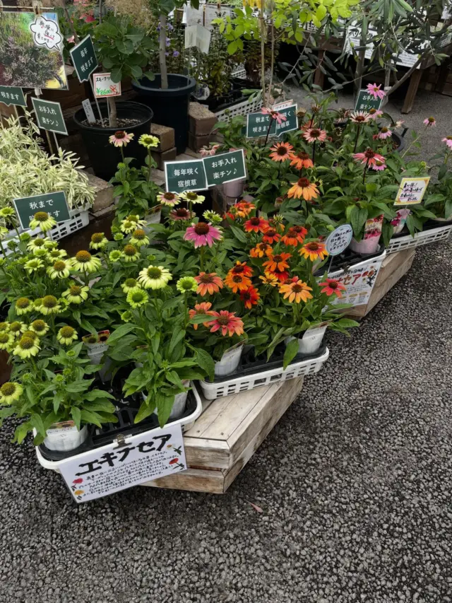 こんにちは😃
先日、一目惚れして購入した「アジアンタムリサ🌿」
涼しげな葉っぱ🌿が魅力的で、毎日癒されてます☺️
宝井です！

さて、本日オススメする商品は、花苗コーナーより

🌸夏の庭を彩る エキナセア🌸

太陽に向かって凛と咲く姿が魅力の『エキナセア』

花びらがひらひら広がる可愛い花姿と、
中心のぷっくりした花芯が特徴のお花です🌸

暑さや乾燥にも比較的強く、
長くお花を楽しめるのも嬉しいポイント♪

花壇のアクセントにも、
鉢植えでお庭や玄関を彩るのにもおすすめです🌸

色もピンク・赤・グリーン系など豊富で、
お気に入りの一輪を見つける楽しさも…♡

＼夏のガーデンに元気をくれるお花／
ぜひ育ててみませんか？☺️

#ナーセリーズ3g
#グロウギアガーデン
#人吉市
#宿根草
#エキナセア
