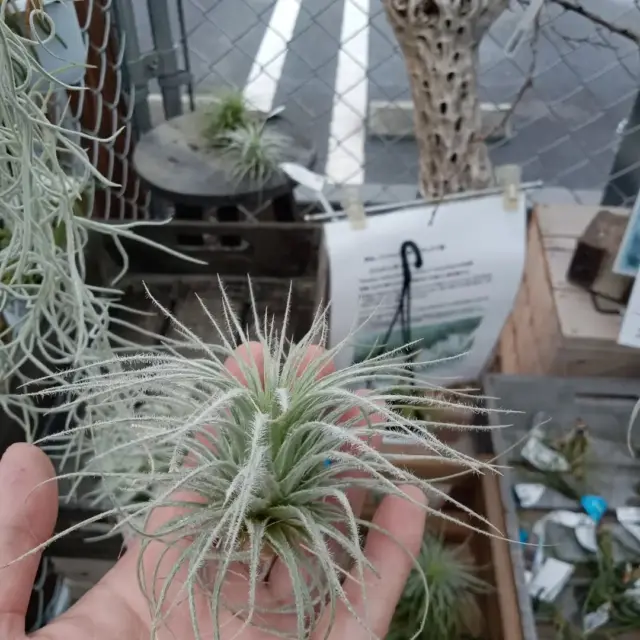 こんにちは！⁡
⁡本日は私のおすすめ商品をご案内します✨⁡
⁡⁡
⁡エアプランツ🌱͛⁡
⁡⁡ホウキ草を枯らしてしまう私でも⁡…！
育てれそうで⁡よい！！( ˙꒳​˙ )⁡！！
⁡⁡
⁡ペチュニア ヴェガ🌸⁡
⁡⁡フリルのような花びらがカワイイ♥️⁡
⁡暑さにも強く花つきも◎(^^)
⁡⁡
⁡ダッドベア🧸⁡⁡
⁡その姿が
寝そべる主人にくっつく娘にしか見えなくて⁡
⁡めちゃくちゃ癒される(˶ᐢᗜᐢ˶)❤⁡⁡
⁡プレゼントで頂きました🎁⁡
⁡ありがとうございます！( ꈍ꒳ꈍ)
⁡⁡
生花アレンジ🌸は
⁡初めて私が作ったものです( ^-^)⁡
カゴパンパンにお花を詰め込んだので⁡
⁡「作り手に似るのかな～(￣▽￣)☆」と⁡
イジられましたが、、⁡
⁡可愛くできたかな❤と⁡自己満足しております(*^^*)⁡
⁡⁡
⁡⁡
⁡そして私事ですが4月中旬から⁡
⁡ナーセリーズ3gで勤務させて頂いていたのですが⁡
⁡本日をもって元の職場に戻ることになりました。⁡

花や植物の知識もなくきたので⁡
⁡⁡毎日をなんとかこなしていく⁡⁡
⁡日々だったのですが⁡忙しい中でも⁡
⁡3gの皆さんはいつも優しく丁寧に⁡
⁡教えて下さいました。心から感謝しています😊⁡⁡
⁡
⁡短い間でしたが沢山学ばせていただき
とてもいい経験になりました⁡
⁡マスターをはじめ、皆さん
本当にありがとうございました✨⁡⁡⁡
⁡⁡
⁡職場はすぐ隣なので笑⁡
また来ますね( * ॑꒳ ॑*)～ 荒毛でした☆
⁡⁡
⁡⁡
⁡ナーセリーズ3gでは
⁡沢山の花や植物、雑貨類など種類豊富に⁡
⁡取り揃えております✨⁡
⁡スタッフ一同、心よりお待ちしております(*^^*)
⁡⁡
⁡
#ナーセリーズ3g⁡
#エアプランツ⁡
⁡#ペチュニア⁡
⁡#ダッドベア⁡
⁡#生花 アレンジ
⁡