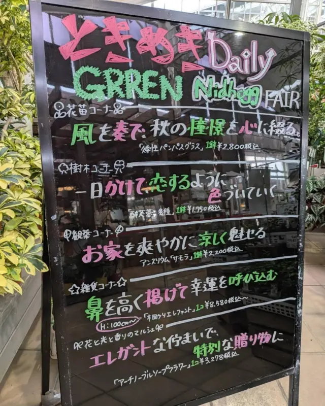 こんばんは(˶' ᵕ ' ˶)
ジメジメと暑い日が多いですね☀️

本日はブラックボードの紹介です！

ふわふわと揺れる穂が可愛らしい✨
今からが見頃！
矮性パンパスグラス🌾
朝から夕方にかけて花色が変わる🌸
恋するように色づくお花🌷
酔芙蓉🌺
白い花が爽やかさを演出🫧
お部屋が一気に涼しげに🎐
アンスリウム‪🌱‬
など様々な商品入荷してます！
ぜひナーセリーズgnにご来店ください✨🌼

なお、ブラックボードの内容はグリーネストのみとなっております。予めご了承ください！

【営業時間変更のお知らせ】

1/21（水）より
営業時間を9:00～19:00に変更いたしました。

ご不便をおかけする場合もございますが、何卒ご理解のほどよろしくお願いいたします。

┈┈┈┈┈┈┈┈┈┈

※DMやコメントへの返信は控えさせていただきます。詳しくはハイライトをご覧下さい。

┈┈┈┈┈┈┈┈┈┈

ナーセリーズgn
greenst
グリーネスト
ガーデンセンター
ガーデニング
専門店
熊本
日本
JAPAN
緑のエンターテイメント空間 
合志市
Instagram
#矮性パンパスグラス⁡
#酔芙蓉⁡
⁡アンスリウム
#サモラ
#木彫りエレファント⁡
#アーチノーブルソープフラワー