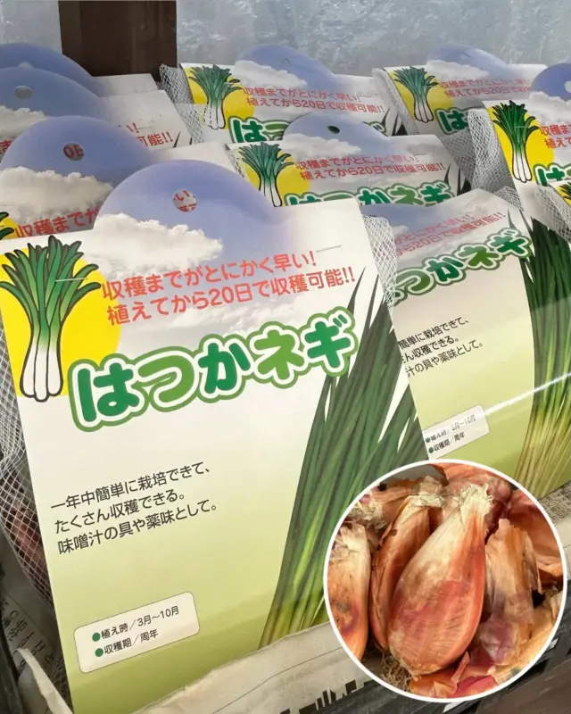 みなさんこんにちは♪
⁡
　今週も全国各地で厳しい暑さが続いています💦
熊本地震により避難生活をされている方や外で働かれている方など、熱中症などの体調不良に気をつけていきましょう‼︎
⁡
　ナーセリーズグリーネスト〈野菜コーナー〉では、数十日で収穫出来る簡単栽培野菜「はつかネギ」の球根を販売しています♪
⁡
　こちらは、ネギやわけぎの仲間になりまして、球根の見た目はわけぎにそっくりです‼︎
⁡
　植え付けてから僅か約20日〜30日以内に収穫する事が出来るほど成長が早く、株元を3cm〜4cm残して収穫し、その後追肥をあげて育てると、再び収穫する事が出来るようになります！！
⁡
　次の年の6月頃に、球根を掘り上げて乾燥させ涼しい日陰や冷暗所に保管をして、同年の8月〜9月頃に植え付ける事で毎年収穫が出来るようになります！
⁡
　すぐに収穫する事ができる為、病害虫の被害が少なく、プランターや鉢植えでも育てる事が出来るので、初心者でも育てやすい野菜になります✨
⁡
　ご自宅でちょっとした時間に育ててみませんか？
⁡
【営業時間変更のお知らせ】
⁡
1月21日（水）より、
営業時間が 9:00〜19:00 に変更となりました。
⁡
ご不便をおかけする場合もございますが、何卒ご理解のほどよろしくお願いいたします。
⁡
※DMやコメントへの返信は控えさせていただきます。詳しくはハイライトをご覧ください。
⁡
#はつかネギ
#僅かな期間で収穫出来る
#初心者向き
#グリーネスト
#ガーデンセンター
ガーデニング
専門店
合志市
熊本
日本
JAPAN
緑のエンターテインメント空間
Instagram