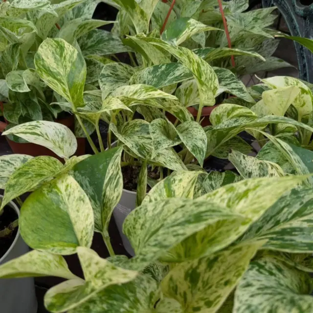 店内観葉植物コーナーよりポトスのご紹介です！
丈夫で育てやすく初心者の方にも簡単な観葉植物😃
明るい室内はもちろん、比較的日陰にも強いので、お部屋の様々な場所で楽しむことができます！
つるが伸びていく姿も魅力的で、吊るしたり棚から垂らしたり、飾り方もいろいろ！
ぜひお部屋に一つ癒しのグリーンを取り入れてみませんか！？
現在様々な品種が入荷しておりますのでお気に入りのポトスを見つけられてください😀

※1枚目　ポトスマーブル
※2枚目　ポトステルノシリーズ
※3枚目　ポトスグローバルグリーン
※4枚目　ポトスエンジョイ
※5枚目　ポトスエクセレント

#ナーセリーズ#本店#園芸店#ポトス#オススメ