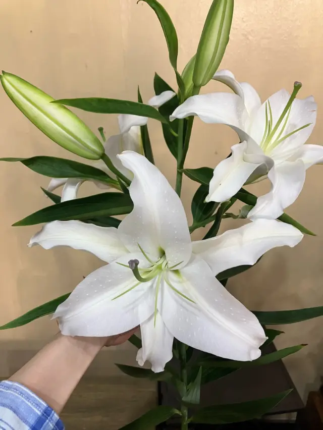 生花コーナーより切り花のご紹介です✨️
本日ご紹介するのは
⁡
❄︎••┈┈┈┈••❄︎••┈┈┈┈••❄︎
⁡
オリエンタル系ユリ「カステラーニ」
⁡
❄︎••┈┈┈┈••❄︎••┈┈┈┈••❄︎
⁡
オリエンタル系の白いユリは色々な種類がありますが、こちらは本当におすすめ！！
この暑さの中、外の売り場でもへこたれず、お花も傷みにくく、長く咲いて楽しんで頂けます
冷房の効いたお部屋ならもっと長く持ってくれるかも😆✨
1本でも充分な存在感です💐
⁡
⁡
そんな「カステラーニ」が素敵なのでちょっと花束を作ってみました💐✨
⁡
・宿根スターチス キノベビーテイル
・トリコキキョウ エレスアンティークピンク
・スプレーバラ ストロベリーワルツ
・カーネーション ユカリチェリー
⁡
⁡
以上のお花が入ってます🌸
⁡
⁡
生花、造花 組花・花束・ブーケ・アレンジメントご予約ご注文承っておりますので、お気軽にご相談くださいませ🙇‍♀️
⁡
⁡
みなさまのご来店お待ちしております✨️😊
⁡
 #切り花
 #オリエンタル系ユリ
 #カステラーニ
 #花束
 #園芸店