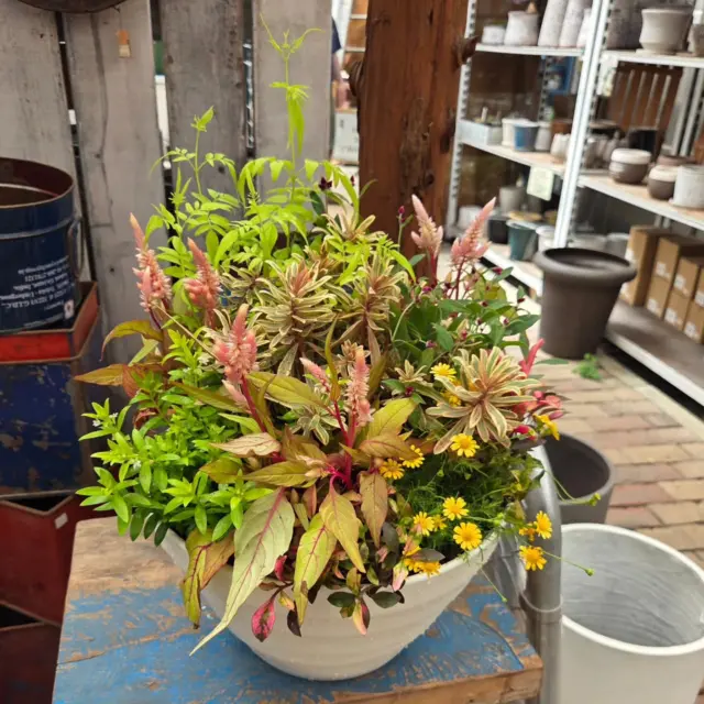 まだまだ暑いですが、秋に向けての植物たちが入荷スタートしてます😁

もう来週から9月ですから！
少しずつ温度も落ち着いてくれるんじゃないですかね😅

キレイなケイトウや花コショウ、ジニア、アキランサスなど…揃ってきたので、秋の寄せ植え、早速作ってみましたよ🍁

皆さんも、無理せず少しずつ、秋の準備始めていきましょうね～😄

#ナーセリーズ #本店 #園芸店 #花苗 #秋