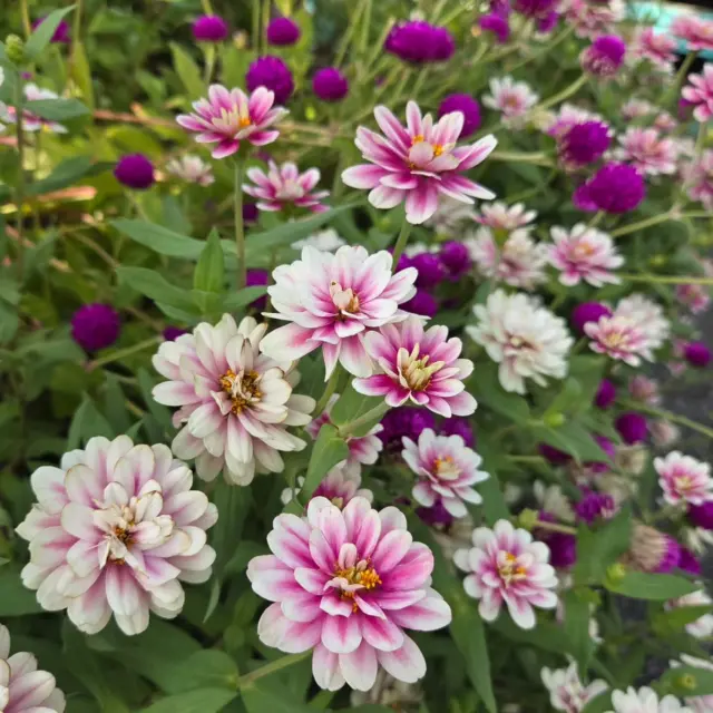 じんわりと汗はかきますが、大分涼しくなりましたよね😄

今、花苗コーナーの一押しは地元生産者直送の｢大株ジニア苗｣の一択です❗
しっかりと直射日光下で育てられた苗は、枝も葉っぱもガッチリ！
花色も素晴らしい発色をしています！

今植えるジニアは、株が上に延び上がりすぎず、横にしっかりと広がって、見応え最高です‼️

まさに今が植え時😆
秋のジニアをまだ試したことのない方、一度植えてみてください❗
驚きのパフォーマンスに、来年からは止められませんよ😁

■明日(9/20)は朝9時より久々の｢日曜セリ市｣です！
(約1時間)お忘れ無く～❗

さらに、明日は日曜セリ市終了後、当店スタッフの福田による｢寄せ植え実演会｣も行います❗(約1時間)
見るだけで、あなたも必ず寄せ植えが上手くなりますよ😁
作った寄せ植えは、実演会終了後、セリにて販売しま～す🤗

#ナーセリーズ #本店 #園芸店 #日曜セリ市 #寄せ植え実演会