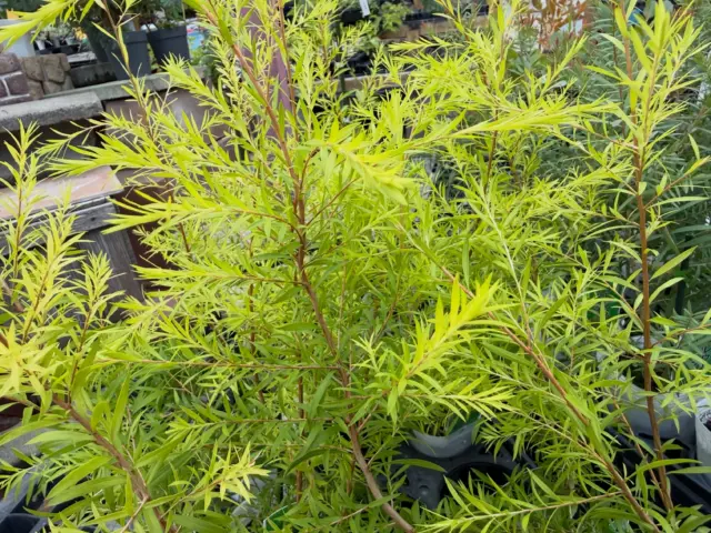 樹木コーナーにて【メラレウカ「レボリューションゴールド」🌿】が入荷中です！！

明るいゴールドカラーの葉が魅力的な、メラレウカ「レボリューションゴールド」✨

細長くやわらかな葉がふんわり広がり、爽やかで明るい雰囲気を演出してくれます🌱

❗️おすすめポイント
✔️ 黄金葉がとにかく鮮やか！
✔️ シンボルツリーや庭木におすすめ
✔️ 葉色を楽しめるので、花がない時期も存在感◎
✔️ ナチュラルガーデンにもよく合います🌿

他の植物と組み合わせても、ゴールドの葉がアクセントに！

お庭を明るく彩ってくれる「レボリューションゴールド」。
ぜひ店頭で実物の葉色をチェックしてみてください😊

#メラレウカ
#レボリューションゴールド 
#ナーセリーズ
#園芸店
#熊本