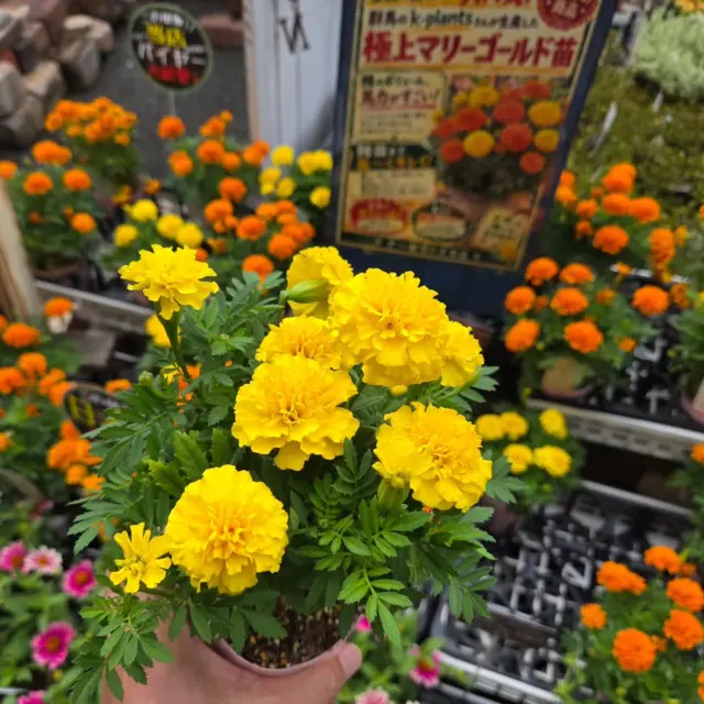 群馬より、極上のマリーゴールド苗が届いたので、｢秋っぽい寄せ植え🍁｣植えてみました😁

このマリーゴールド、すごい枝数とボリューム感、蕾の数、ガッチリ株で11月までしっかり咲いてくれそうです‼️

気温も少しずつ落ち着いてきたので、花も長持ちしますよ～😄

数量限定販売ですからね～お見逃し無く～👋

#ナーセリーズ #本店 #園芸店 #花苗 #マリーゴールド