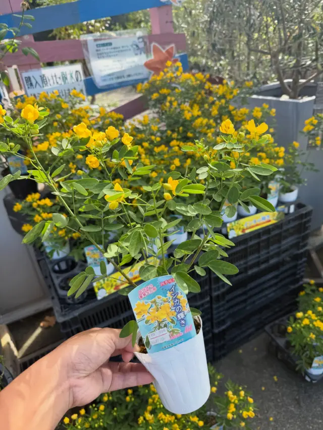 鮮やかな黄色い花が一面に咲く、おすすめの花木🌼
コバノセンナ「インカの輝き」が入荷しました！

夏終わり頃になるとたくさんの黄色い花を咲かせ、
庭や玄関まわりをパッと明るく彩ってくれます✨

🌼 黄色い花が次々と咲く
🌿 秋の花壇・庭植えにおすすめ
☀️ 日当たりの良い場所で元気に育ちます
🌱 成長するとボリュームのある株に！

鮮やかな黄色の花と、こんもりとした姿が魅力の「インカの輝き」。
秋のガーデニングに取り入れてみてはいかがでしょうか😊

#コバノセンナ
#インカの輝き 
#園芸店　
#熊本
#ナーセリーズ