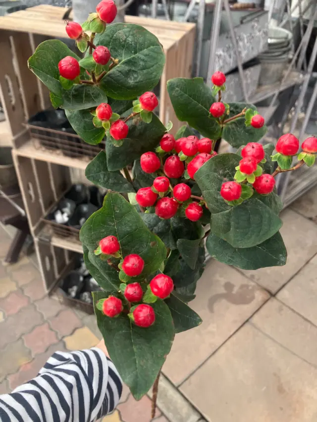 今日より10月🍁🍂
朝晩涼しくなって本格的な秋を感じられる季節になりました☺️
お花を楽しめる季節がやっときた✨って感じです😁
⁡
⁡
本日生花コーナーよりご紹介のお花は
❄︎••┈┈┈┈••❄︎••┈┈┈┈••❄︎❄︎••┈┈┈┈••❄︎••┈┈┈┈••❄︎
⁡
ヒペリカム「SPトゥルーロマンス」です！
⁡
❄︎••┈┈┈┈••❄︎••┈┈┈┈••❄︎❄︎••┈┈┈┈••❄︎••┈┈┈┈••❄︎
⁡
お花ではありませんが、花束・アレンジなどでも大活躍してくれる実もの
今回は赤いヒペリカムをご紹介しましたが、他にピンクや緑などかわいらしい実をつけた植物です
⁡
オトギリソウ科オトギリソウ属のひとつ
お花よりも実の方が有名なのではないでしょうか
こう見えてドライになると実が黒くなって、スワッグに深みを持たせてくれる大事な存在です
⁡
今日の気分でお花を合わせてみました
⁡
・ヒペリカム「SPトゥルーロマンス」
・バラ 白「ノバビータ」
・バラ ピンク「ソメイユ」
・コスモス「Wクリックスノーパフ」
・トルコキキョウ「エレスアプリコット」
・フジバカマ
⁡
切り花たくさんご準備してお客様のご来店お待ちしております💐✨☺️
⁡

※生花コーナーよりお知らせ
9月より¥5000以上のアレンジメントにつきましては事前のご予約のみのご注文とさせていただきます
お待たせせずご準備させていただくため、ご理解いただきますようよろしくお願いいたします
⁡
⁡
 #ヒペリカムトゥルーロマンス
 #生花
 #実もの
 #花束
 #園芸店