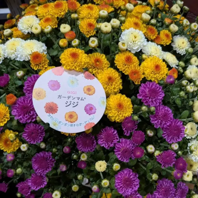 店内鉢花コーナーよりガーデンマムジジのご紹介です‼️
ころんとした可愛らしい花がたくさん咲く
秋にぴったりのガーデンマム🍂✨
こんもりとまとまって咲く姿は存在感も抜群！
お庭や玄関先を華やかに彩ってくれます🌿
色鮮やかな花を長く楽しめるのも魅力のひとつ💐
秋のガーデニングにぜひおすすめです♪
花後はお庭に植えると毎年咲きます🌱

育て方のポイント
☀️ 日当たりの良い場所で育てましょう
💧 土の表面が乾いたらたっぷり水やり
✂️ 花が終わったら花がらを摘むと、きれいな姿を長く楽しめます
お気に入りの色を見つけて、
秋のお庭を華やかにしてみませんか？🍁🌼

#ナーセリーズ#本店#園芸店#ガーデンマムジジ#オススメ