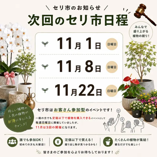 🌿 セリ市開催日のお知らせ 🌿

いつもセリ市を楽しみにしていただき、ありがとうございます！

📅 今後のセリ市開催日

次回10月18日（日）

・11月1日（日）
・11月8日（日）
・11月22日（日）

※朝9時からスタート！（約1時間程度）

セリ市は、お客様参加型のイベントです✨
一般の方でも参加でき、植物を定価以下で購入できるチャンスがあります！

🌿 珍しい植物や人気の植物が登場することも！
💰 定価よりお得に購入できるかも！
🙌 初めての方も大歓迎！

「セリって難しそう…」という方も、ぜひお気軽にご参加ください😊

毎週日曜日の開催から、シーズン中は月3回の開催となりますので、開催日をお間違えのないようご注意ください！

皆さまのご参加をお待ちしております🌱😊

#セリ市 
#植物のセリ市 
#熊本
#ナーセリーズ本店 
#園芸店