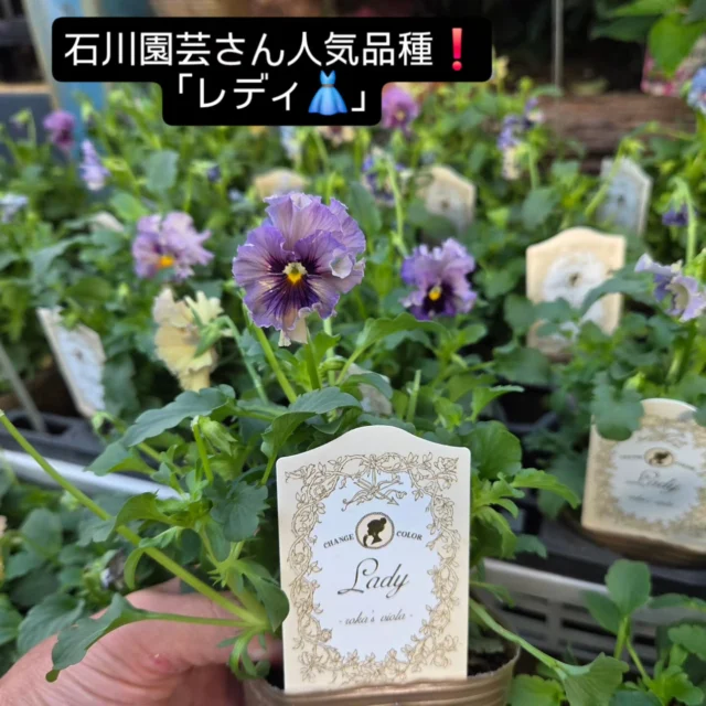 おはようございます😄

パンジー・ビオラの入荷が少しずつ増えてきましたよ‼️

気温も下がって、最高の植え付けのタイミングになってきました😆

今年はどの子をお庭の主役に持ってきますか？

#ナーセリーズ #本店 #園芸店 #花苗 #ビオラ