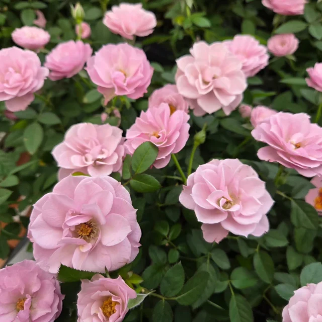 激レアミニバラ🌹｢カーナ　ハニーゴールド｣

花色がハニーゴールドからモーヴピンクへと変化する、お洒落ミニバラです～

コロンとしたカップ咲きで、四季咲き品種❗
花も咲きやすく、育てやすい品種ですよ😄
甘い香りがほのかに香る微香性

数量限定販売ですから、気になる方はお早めにご来店くださ～い👋😃

#ナーセリーズ #本店 #園芸店 #ミニバラ #ハニーゴールド